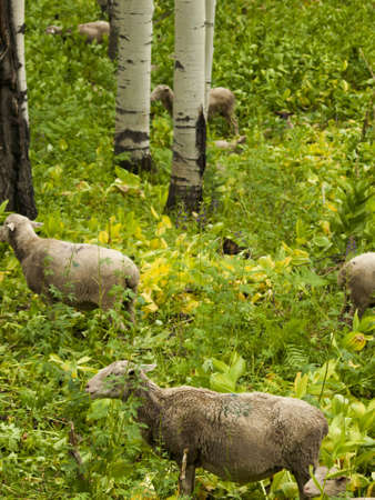 Sheepherd grazing on the forest floor in Kebler Pass, Colorado.の写真素材