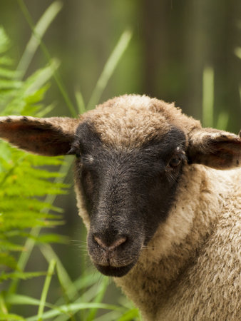 Sheepherd grazing on the forest floor in Kebler Pass, Colorado.