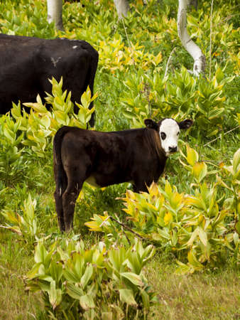 Black cows grazing on the forest floor in Kebler Pass, Colorado.の写真素材