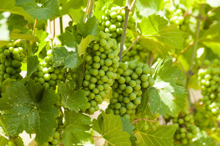 Local winery in Grand Junction, Colorado.
