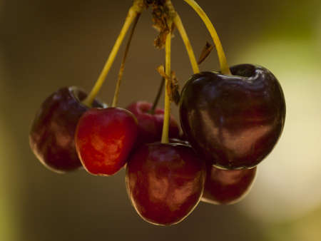 Cherry farm on western slopes of Colorado.の写真素材