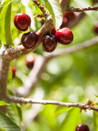 Cherry farm on western slopes of Colorado.の写真素材