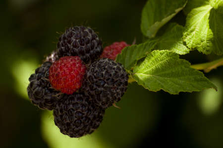 Black rasberry growing in the graden.の写真素材