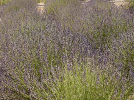 Lavender farm in Palisade, Colorado.の写真素材
