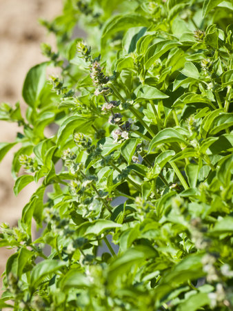 Veggie garden full of great vegetables and flowers.の写真素材