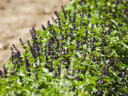 Veggie garden full of great vegetables and flowers.の写真素材