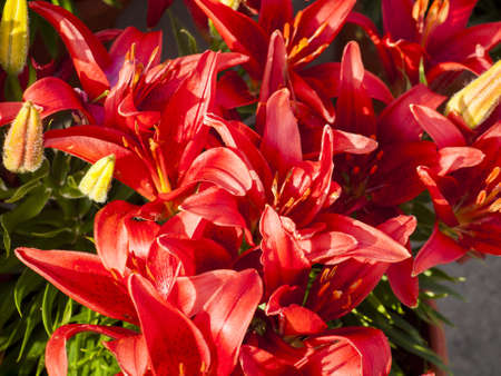 Red garnde lily in full bloom.の写真素材