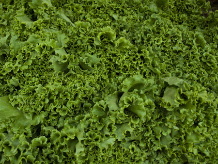 Fresh organic food at the local farmers market. Farmers markets are a traditional way of selling agricultural products.の写真素材