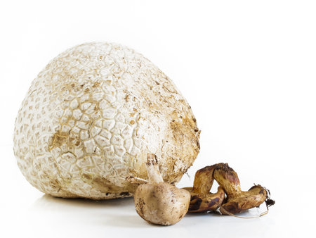 The western giant puffball grows on composted soil such as in meadows, fields, and forests, roadsides, sagebrush flats, pastures, and other sunny places.の写真素材
