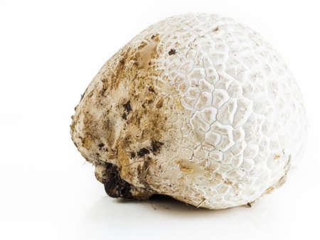 The western giant puffball grows on composted soil such as in meadows, fields, and forests, roadsides, sagebrush flats, pastures, and other sunny places.の写真素材