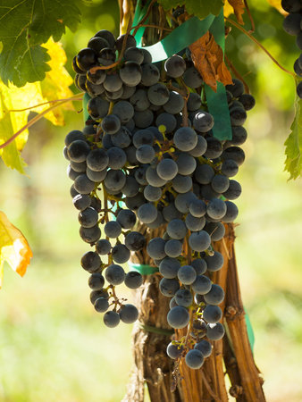 Red grapes ready to be harvested at a vineyard in Palisade, Colorado.