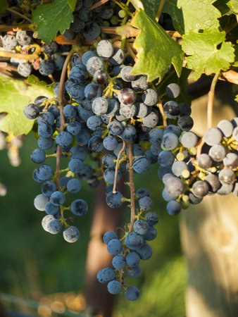 Red grapes ready to be harvested at a vineyard in Palisade, Colorado.