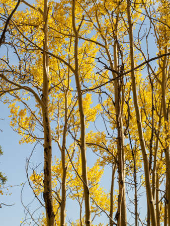 Yellow aspens on sunny Autun day in Colorado.のeditorial素材