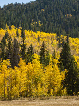 Mountains covered with bright yellow color in Autumn.のeditorial素材