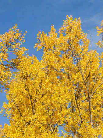 Yellow aspens on sunny Autun day in Colorado.のeditorial素材