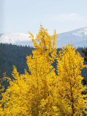 Yellow aspens on sunny Autun day in Colorado.のeditorial素材