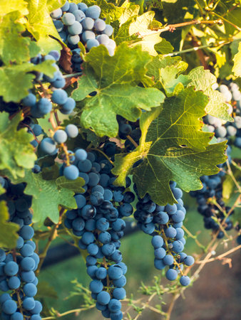 Red grapes ready to be harvested at a vineyard.