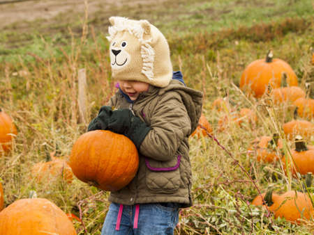 Little kid picking pumpkind at the pumpkin patch in aearly Autumn. 2012 Pumpkin Harvest Festival at Four Mile Historic Park, Denver.のeditorial素材