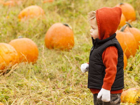 Little kid picking pumpkind at the pumpkin patch in aearly Autumn. 2012 Pumpkin Harvest Festival at Four Mile Historic Park, Denver.のeditorial素材