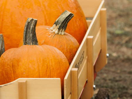 Big and little pumpkins at the pumpkin patch in aearly Autumn. 2012 Pumpkin Harvest Festival at Four...