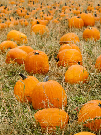 Big and little pumpkins at the pumpkin patch in aearly Autumn.の写真素材