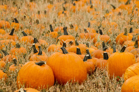 Big and little pumpkins at the pumpkin patch in aearly Autumn.