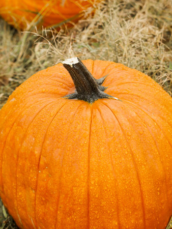 Big and little pumpkins at the pumpkin patch in aearly Autumn.