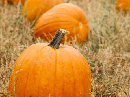 Big and little pumpkins at the pumpkin patch in aearly Autumn.の写真素材