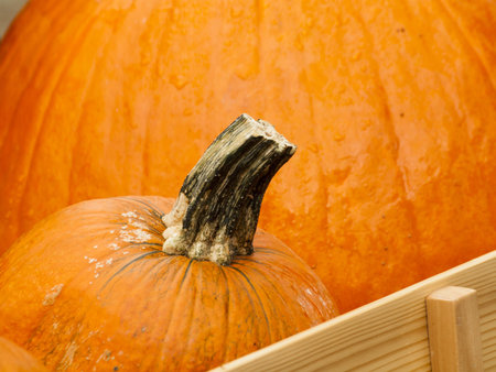 Big and little pumpkins at the pumpkin patch in aearly Autumn.