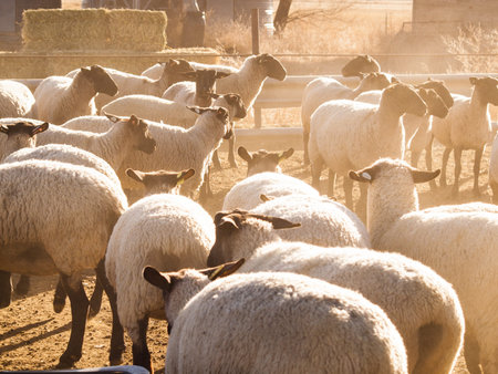 Herd of dorper sheep on the midwest farm.