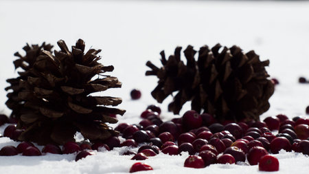 Christmas ornament in the snow with  cranberries.の写真素材
