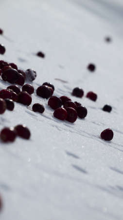 Fresh cranberries in the snow.の写真素材