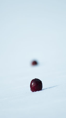 Fresh cranberries in virgin snow の写真素材