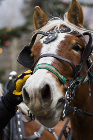 52nd Annual Georgetown Christmas Market in Georgetown, Colorado.のeditorial素材