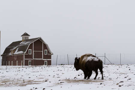Adult American buffalo standing in the snow. A light dusting of snow accents buffalo's face.のeditorial素材