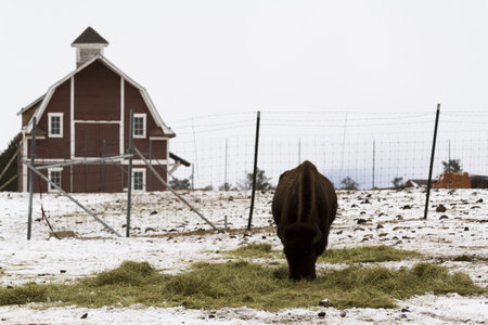 Adult American buffalo standing in the snow.
