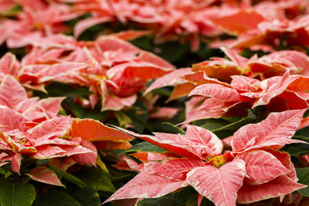 Bright poinsettias for the Christmas/holiday season.の写真素材