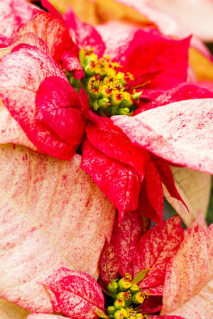 Bright poinsettias for the Christmas/holiday season.の写真素材