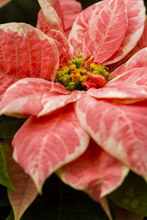 Bright poinsettias for the Christmas/holiday season.の写真素材
