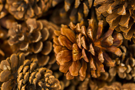 Pine cones on evergreen branches.の写真素材