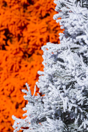 Flocked Christmas Tree with multi colors.の写真素材