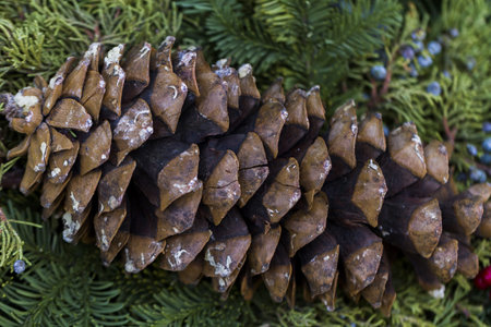 Pine cones on evergreen branches.