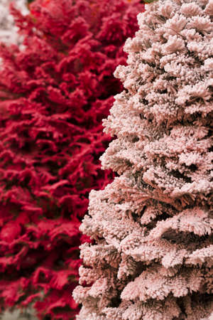 Flocked Christmas Tree with multi colors.の写真素材