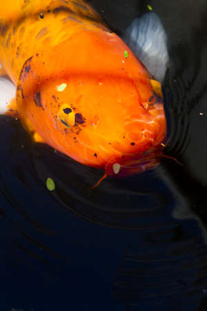 large koi in the koi pont of Alamo.の写真素材