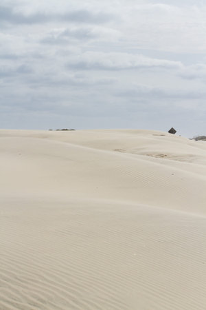Coastal dunes of South Padre Island, TX.の写真素材