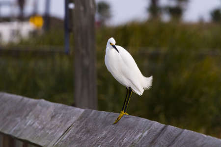 Snowy egret in natural habitat on South Padre Island, TX.の写真素材