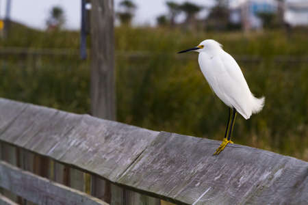 Snowy egret in natural habitat on South Padre Island, TX.の写真素材
