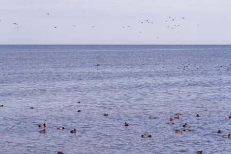 Redhead ducks in natural habitat on South Padre Island, TX.の写真素材