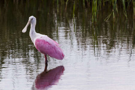 Roseate spoonhill in natural habitat on South Padre Island, TX.の写真素材
