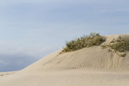 Coastal dunes of South Padre Island, TX.の写真素材